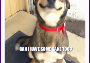 Birthday Meme with Dogs Happy Birthday Memes with Funny Cats Dogs and Cute