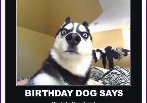 Birthday Meme with Dogs Happy Birthday Memes with Funny Cats Dogs and Cute