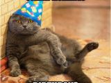 Birthday Memes with Cats Best 25 Cat Happy Birthday Meme Ideas On Pinterest