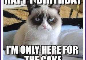 Birthday Memes with Cats Happy Birthday Memes with Funny Cats Dogs and Cute Animals