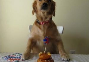 Birthday Memes with Dogs 25 Best Ideas About Birthday Meme Dog On Pinterest