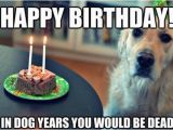 Birthday Memes with Dogs Happy Birthday Memes Dog Wishesgreeting