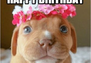 Birthday Memes with Dogs Happy Birthday Memes Dog Wishesgreeting