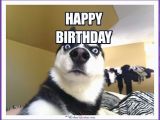 Birthday Memes with Dogs Happy Birthday Memes with Funny Cats Dogs and Cute Animals