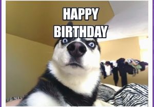 Birthday Memes with Dogs Happy Birthday Memes with Funny Cats Dogs and Cute Animals