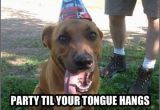 Birthday Memes with Dogs top 25 Best Happy Birthday Dog Meme Ideas On Pinterest