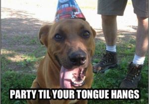 Birthday Memes with Dogs top 25 Best Happy Birthday Dog Meme Ideas On Pinterest