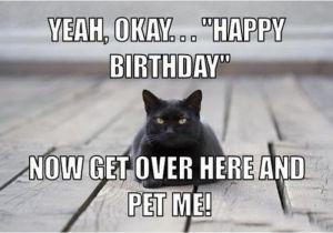 Black Cat Birthday Meme 13 Best Best Funny Memes 2018 Images On Pinterest Funny