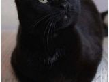 Black Cat Birthday Meme 25 Best Ideas About Black Cats On Pinterest Black