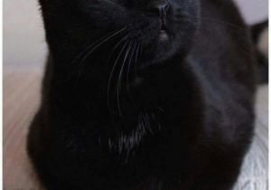 Black Cat Birthday Meme 25 Best Ideas About Black Cats On Pinterest Black