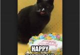 Black Cat Birthday Meme 45 Cat Birthday Memes Wishesgreeting