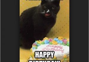 Black Cat Birthday Meme 45 Cat Birthday Memes Wishesgreeting