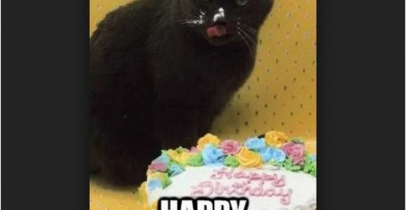 Black Cat Birthday Meme 45 Cat Birthday Memes Wishesgreeting