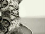 Black Cat Birthday Meme Best 25 Happy Birthday Cats Ideas On Pinterest Happy