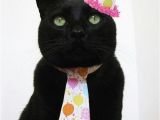 Black Cat Birthday Meme Black Cat Birthday Petbirthdays Pawrents Celebrating