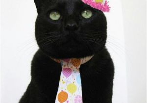 Black Cat Birthday Meme Black Cat Birthday Petbirthdays Pawrents Celebrating