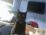 Black Cat Birthday Meme Funny Cat Memes Best Cute Kitten Meme and Pictures