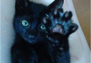 Black Cat Birthday Meme Live Long and Pawspurr Cat Meme Lolcat Memes Funny