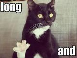 Black Cat Birthday Meme Live Long and Prosper Funny Cats Dump A Day