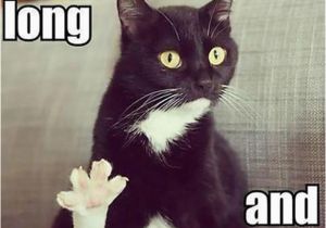 Black Cat Birthday Meme Live Long and Prosper Funny Cats Dump A Day
