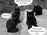 Black Cat Birthday Meme Not All Black Cats are Evil sort Of Meme Humor