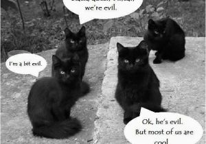 Black Cat Birthday Meme Not All Black Cats are Evil sort Of Meme Humor