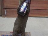 Bud Light Happy Birthday Meme Otter Meme Drunk Google Search Otters Pinterest