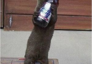 Bud Light Happy Birthday Meme Otter Meme Drunk Google Search Otters Pinterest