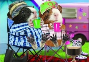 Camping Birthday Meme Funny Guinea Pig Birthday Card Happy Campers Camping