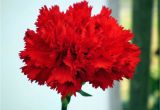 Carnation Birthday Flowers 45 Wonderful Carnation Flowers for Bride Golfian Com