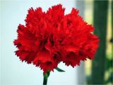 Carnation Birthday Flowers 45 Wonderful Carnation Flowers for Bride Golfian Com