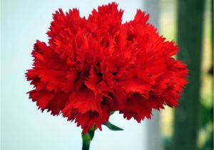 Carnation Birthday Flowers 45 Wonderful Carnation Flowers for Bride Golfian Com