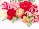 Carnation Birthday Flowers Different Kinds Of Carnations Flower Press