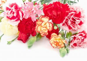 Carnation Birthday Flowers Different Kinds Of Carnations Flower Press
