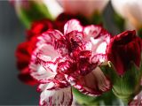 Carnation Birthday Flowers Guide to Birthday Flowers by Month Blooms today