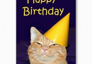 Cat Birthday Card Sayings 17 Best Images About Cat Birthday Cards On Pinterest