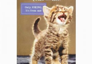 Cat Birthday Card Sayings 25 Elegant Funny Birthday Cards with Cats Mavraievie