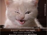 Cat Birthday Card Sayings 764 Best Happy Birthday Quotes Images On Pinterest