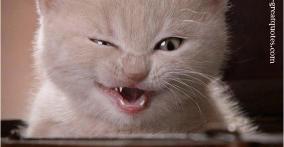 Cat Birthday Card Sayings 764 Best Happy Birthday Quotes Images On Pinterest