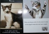 Cat Birthday Card Sayings Cute Cat Birthday Quotes Quotesgram