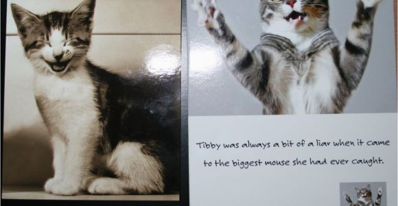 Cat Birthday Card Sayings Cute Cat Birthday Quotes Quotesgram