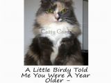 Cat Birthday Card Sayings Karma the Cat ate that Little Bird that Wanted to Wish You
