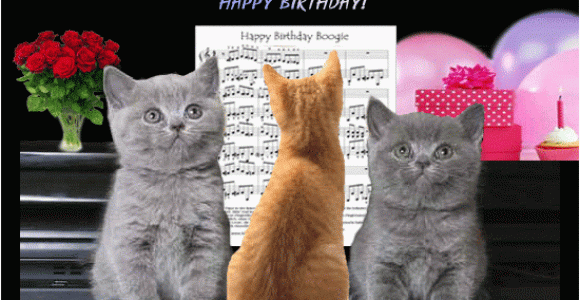 Cat Birthday E Card Cats Birthday Boogie Free Funny Birthday Wishes Ecards