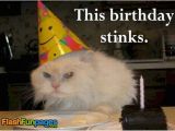 Cat Birthday E Card Funny Cat Pictures Ecards for Facebook