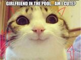 Cat Birthday Meme Generator 25 Best Ideas About Cat Meme Generator On Pinterest