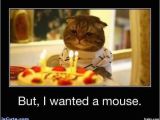 Cat Birthday Meme Generator Sad Birthday Cat Meme Generator Image Memes at Relatably Com