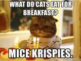 Cat Birthday Meme Generator What Do Cats Eat for Breakfast Mice Krispies Sad