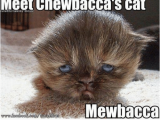 Chewbacca Birthday Meme Star Wars Fact 4762 today May 19th is Peter Mayhew 39 S 73rd