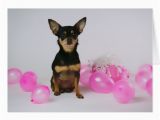 Chihuahua Birthday Cards Chihuahua Birthday Cards Chihuahua Birthday Card