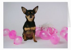 Chihuahua Birthday Cards Chihuahua Birthday Cards Chihuahua Birthday Card